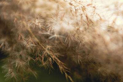 Close-up of plant