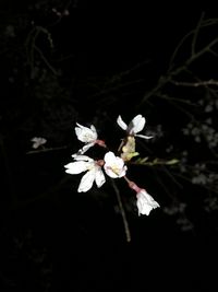 Close-up of white cherry blossom against black background