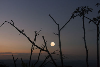 Silhouette bare tree against sky at night and fullmoon