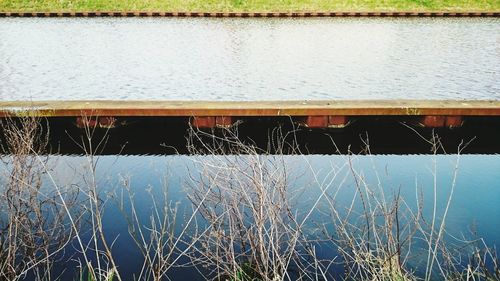 Trees in water