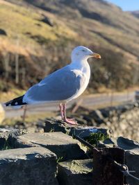 Close-up of seagull perching on retaining wall