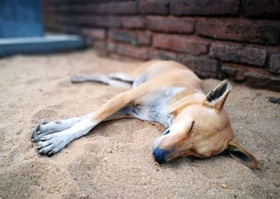 Close-up of a dog sleeping on footpath