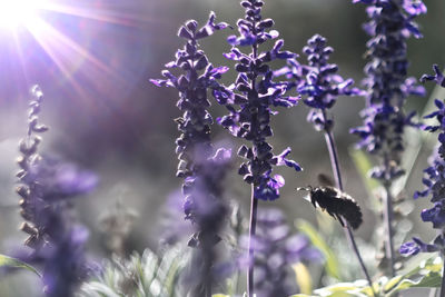 Close-up of butterfly pollinating on purple flowering plant