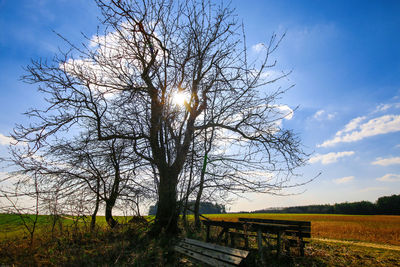 Bare tree on field against sky
