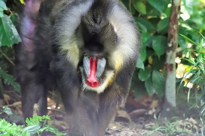 Close-up of cat yawning