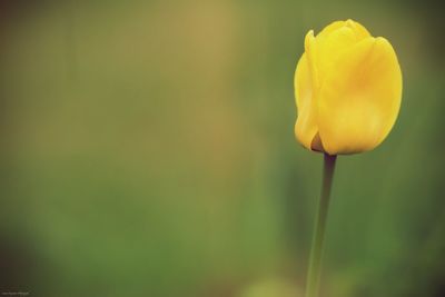 Close-up of yellow rose flower