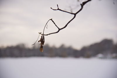 Close-up of bare tree against sky during winter