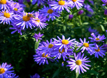 flowering plant