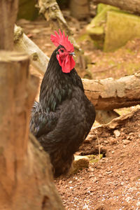 Close-up of rooster