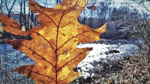 Close-up of autumn leaf on snow covered tree