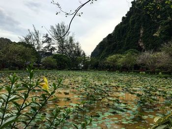 Scenic view of lake by trees against sky