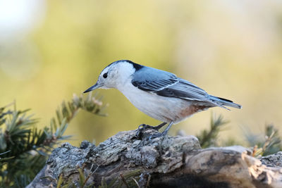 Close-up of bird perching on rock