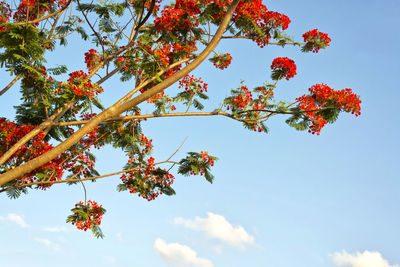 Low angle view of flowering plant against sky