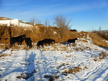 Horses in a field