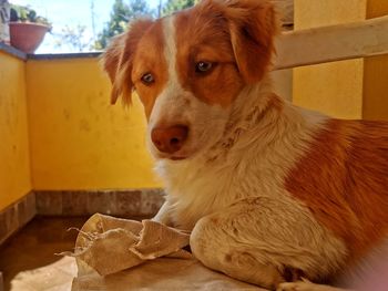 Portrait of dog sitting at home