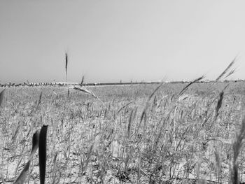 Wheat field against clear sky