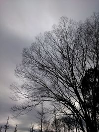 Low angle view of bare tree against sky