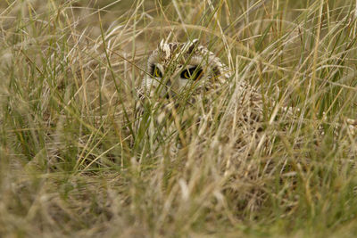 Portrait of cat hiding in grass