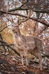 Deer standing in a forest