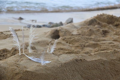 Close-up of feathers on beach