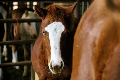 Portrait of horse in ranch