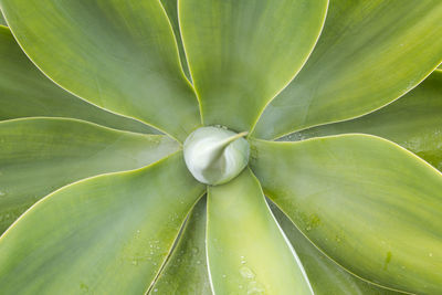 Full frame shot of succulent plant