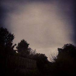 Low angle view of trees against sky