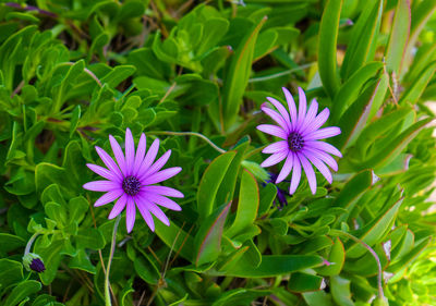 Pair of beautiful purple daisy asterflowers in bloom