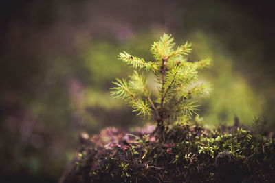 Close-up of plant growing on field