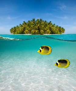 View of palm trees on sea shore