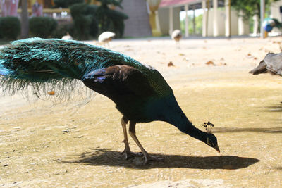 Close-up of a bird