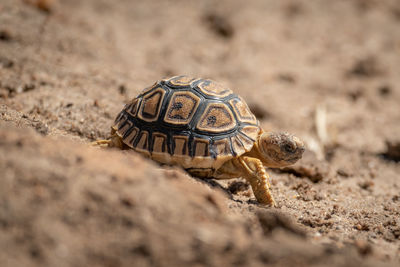 Close-up side view of tortoise at beach