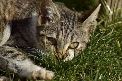 Close-up portrait of a cat