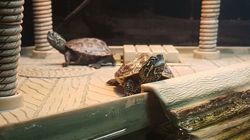 Close-up of lizard on wood
