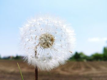 Close-up of dandelion on field