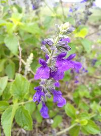 Close-up of purple flowering plant