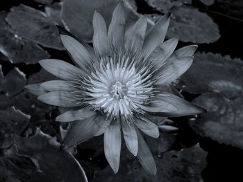 Close-up of flower blooming outdoors