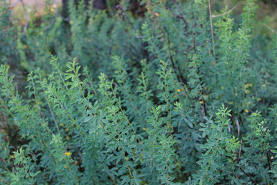 Full frame shot of fresh green plants