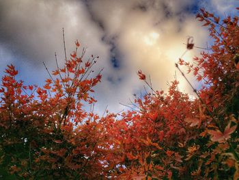 Low angle view of trees against sky