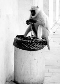 Monkey sitting on garbage bin by footpath