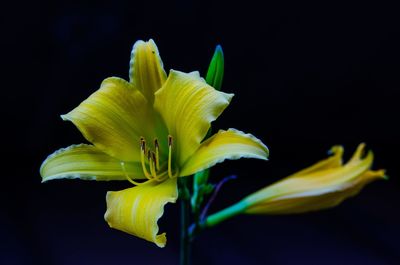 Close-up of yellow flower against black background