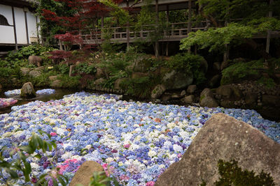 Flowers growing on rock by water