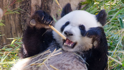 Panda eating bamboo shoot in madrid zoo
