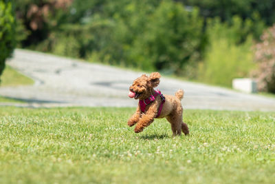 Dog running on field