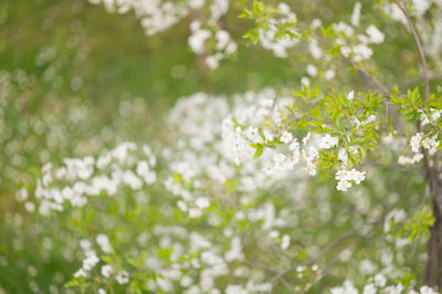 Close-up of white flowers