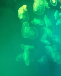 Jellyfish swimming in water at aquarium