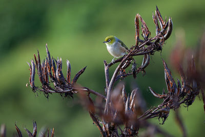 Close up of silvereye bird perched on flax plant on kapiti island, new zealand