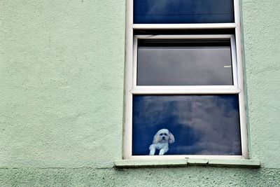 Close-up of dog outside house window
