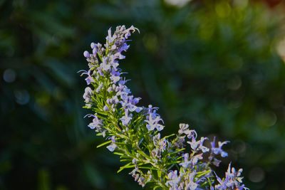 Close-up of purple flowering plant