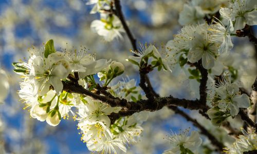 Close-up of white flowering plant